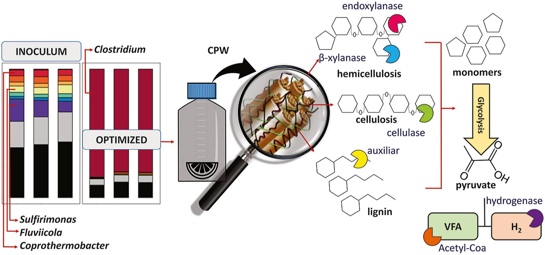 Graphical abstract - Pereira Camargo et al., 2021