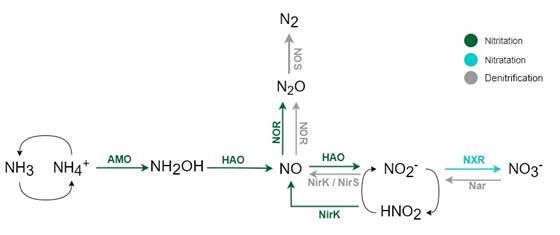 Principales-voies-biochimiques-de-production-N2O