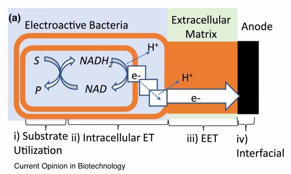 Illustration of processes described in microbial electrochemistry