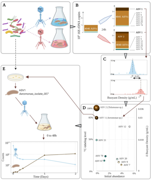 Graphical Abstract - Godon et al, 2021